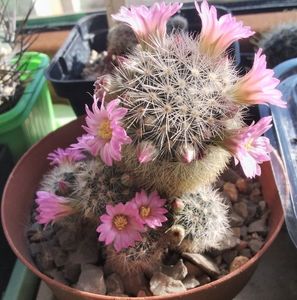 mammillaria laui dasyacantha