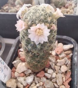 Mammillaria schiedeana ssp giselae