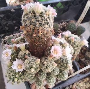 Mammillaria schiedeana ssp giselae