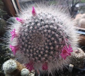 Mammillaria hahniana var