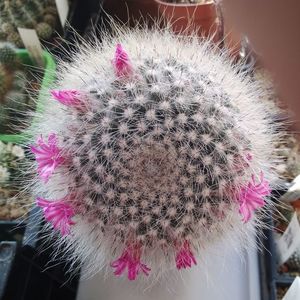 Mammillaria hahniana var