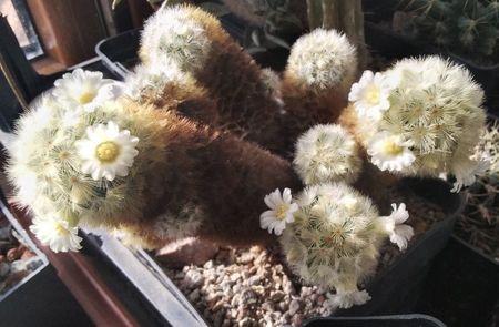 Mammillaria carmenae