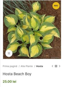 Hosta Beach Boy; Sport Hosta ‘Dream Weaver’ – frunze la fel de groase, frumos modelate, cu varful alungit, ascutit si usor rasucit. Flori albe.50cm,07-09, clematite.ro 25ron
