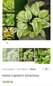Hosta Captain’s Adventure; Sport tricolor H. „Captain Kirk”: centru galben verzui al frunzei, care se transformă în verde destul de închis la margini. Totul este evidentiat cu o margine alb-crem.50cm, lila, 06-09,clematite.ro 1
