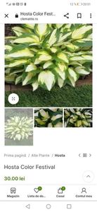 Hosta Color Festival; Frunze groase, în formă de inimă, cu un centru alb-crem și o margine largă, verde. Există, de asemenea, un infiltrat galben între culorile marginii și centrului frunzei – „Festivalul culorilor” este u
