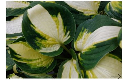 Hosta Color Festival