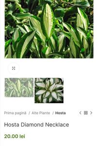Hosta Diamond Necklace; O hosta mică cu frunze lanceolate, albe, cu o margine largă, verde închis. Cool și elegant ca un colier cu diamante.lila, 30cm, clematite.ro 20ron
