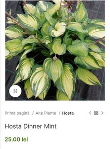Hosta Dinner Mint; O hosta mică și frumoasă, cu frunze de culoare verde deschis, cu o margine verde închis,15-20cm, lila, clematite.ro 25ron
