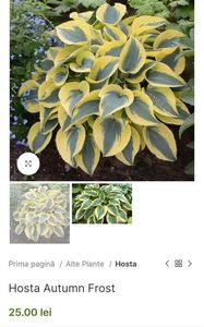 Hosta Autumn Frost; Hosta Autumn Frost este o hosta frumoasa, sport nou al lui H. „First Frost”: frunză puternică, groasă, albastră, cu marginea crem (mai lată decât cea a lui H. „First Frost”), 40cm, clematite.ro, 25ron
