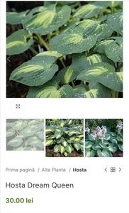 Hosta Dream Queen; O varietate cu frunze albastre, cu un centru mic crem.
Foarte similar cu H. Dream Weaver.50cm, clematite.ro 30ron

