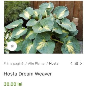 Hosta Dream Weaver; O varietate cu o proporție interesantă de centru mic, cremos, la marginea lată, albastră a frunzei. Frunze cu o textură interesantă. Sport de succes H. „Mari așteptări”. Foarte asemănător cu H. „Dream
