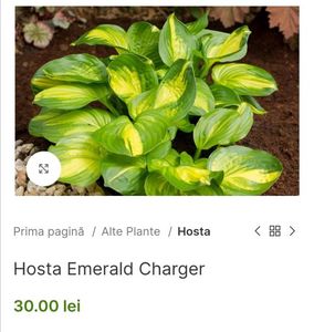 Hosta Emerald Charger; Frunze cărnoase, aurii, strălucitoare, cu marginea foarte largă în două nuanțe de verde. Foarte expresiv, elegant. Florile de la sfârșitul verii sunt ridicate sus deasupra frunzelor, parfumate.60cm, l
