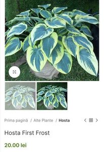 Hosta First Frost; Grestere rapida, spre medium.
Flori de culoare lavanda,50cm, clematite.ro, 20ron
