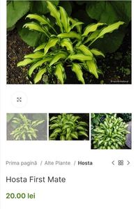 Hosta First Mate; O varietate mică cu frunze lanceolate, ușor încrețite, de culoare crem, cu marginea verde.25cm, clematite.ro, 20ron
