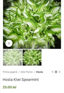 Hosta Kiwi Spearmint; Sport H. undulata. Frunze cu centrul alb si marginea verde, puternic ondulate pe margini. Odată cu sosirea verii, centrul alb al frunzei devine din ce în ce mai verzui (parcă murdar de verde) – planta
