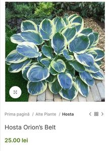 Hosta Orion’s Belt; Orion’s Belt este o hosta in culori neobișnuite: albastru verzui primăvara, aproape turcoaz, cu marginea crem; cu timpul, centrul turcoaz devine verde, iar marginea crem devine albă. Se întâmplă uneor
