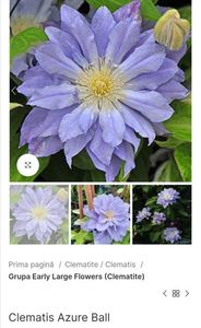 Clematis Azure Ball; Flori mari, 15–17 cm diametru, duble și semiduble,violet-albastru deschis,grB, 2M, 5-6 8-9, clematite.ro 60ron

