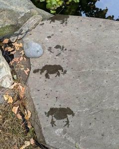 The croo(a)k ran that way, mr bluecoat !