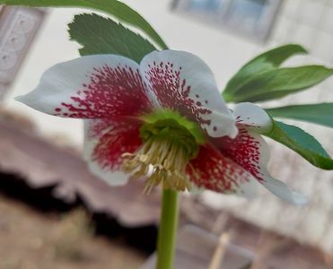 Helleborus quintessa fire...