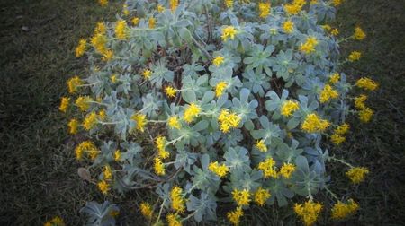 Sedum compressum