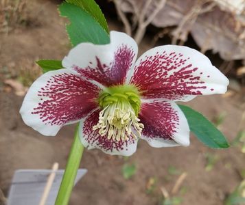 Helleborus quintessa fire