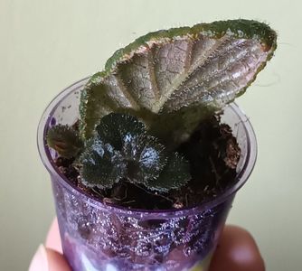 Puiuti din frunza de episcia