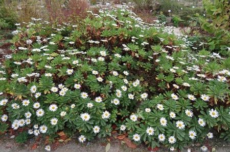 Nipponanthemum nipponicum 35