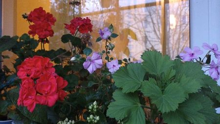 Altfel uitam sa le pozez; Muscata inflorita din imagine locuieste doar pe timpul iernii cu mine, este a vecinei de la parter care nu are balcon. Iata ce spectacol face! ❤️
