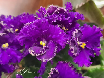 Optimara Ever Special