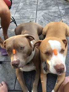 Syphi & Lis —balancing carrots atop their foreheads