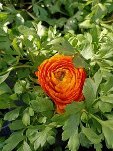 Img.2024.02.24-Ranunculus