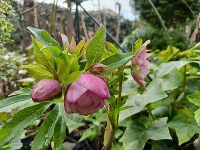 Helleborus "Double Ellen Pink Spotted"