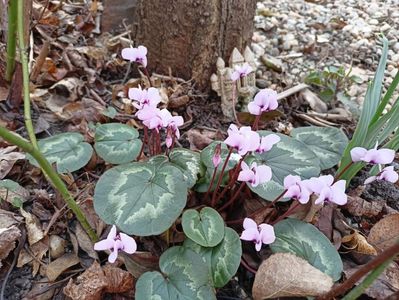 Cyclamen coum