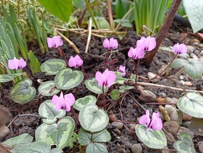 Cyclamen coum