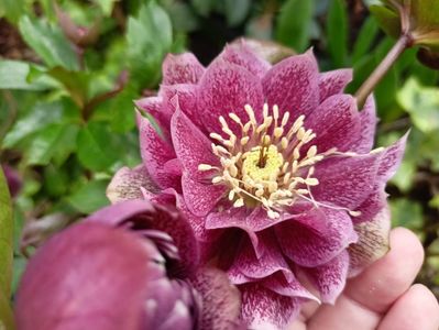 Helleborus "Double Ellen Red"