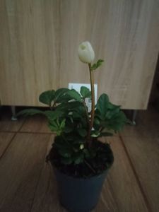 28.01-Helleborus niger-Penny