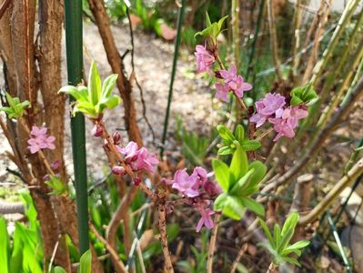 Daphne Mezereum rubra