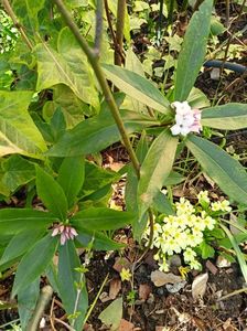 Daphne odora "Perfume Princess"