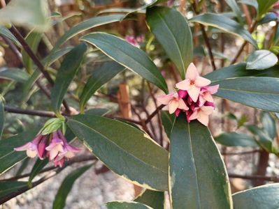 Daphne odorata aureomarginata