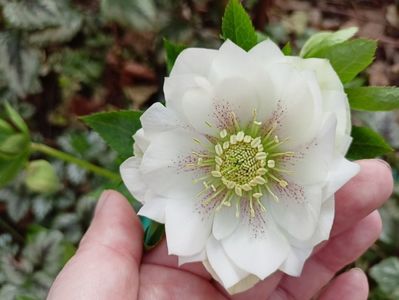 Helleborus "Double Ellen White Spotted"