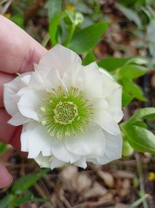 Helleborus "Double Ellen White"