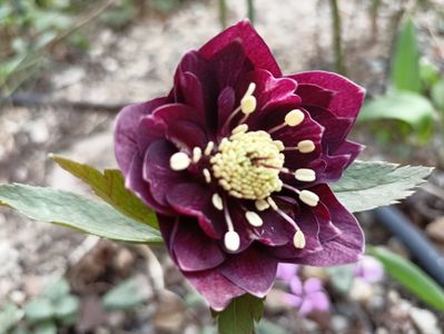Helleborus "Double Ellen Purple"