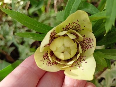 Helleborus "Double Yellow Spotted"