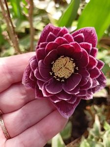 Helleborus "Double Aubergine"
