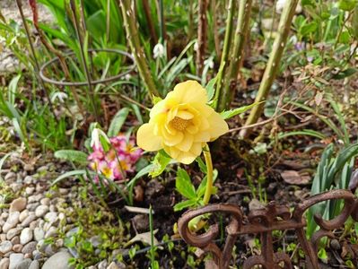 Helleborus "Double Super Yellow"