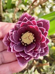 Helleborus "Double Aubergine"