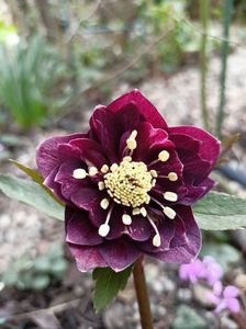 Helleborus "Double Ellen Purple"