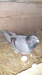 IMG-20240226-WA0005