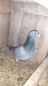 IMG-20240226-WA0006