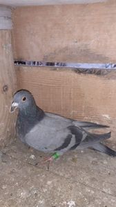 IMG-20240225-WA0043